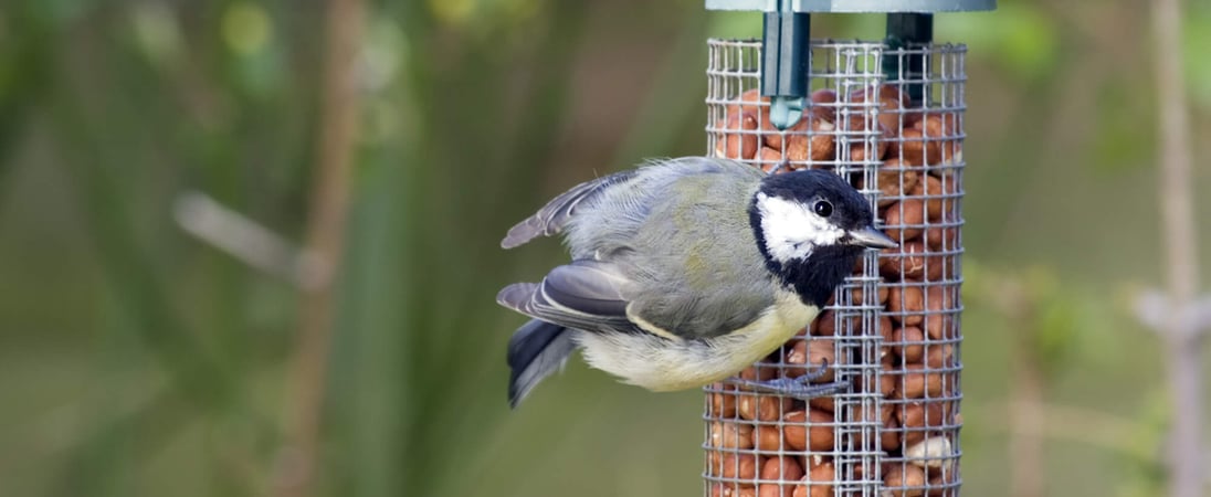 National Bird Feeding Month